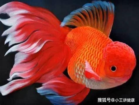 哪種魚最好養|十大易養觀賞魚排行榜